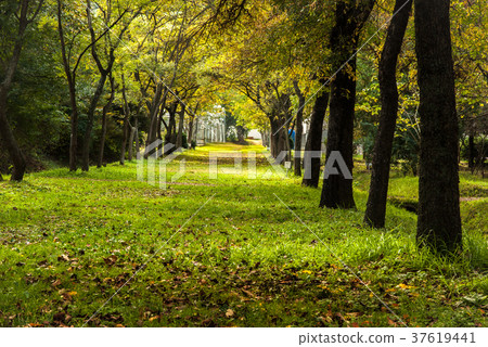 Fall Arboretum, Gyeongbuk Forest Environment Research Institute (Gyeongju) 37619441