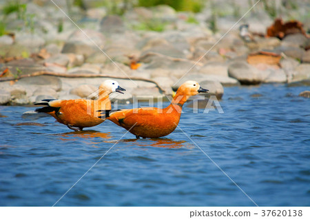 Ruddy shelduck, Tadorna ferruginea known in India 37620138