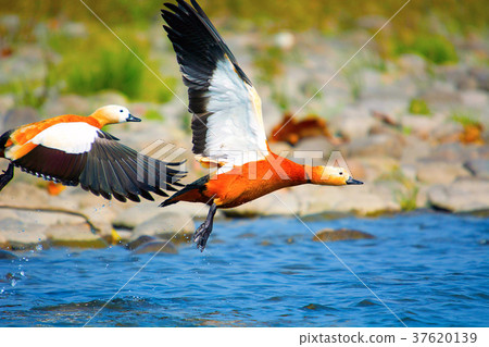 Ruddy shelduck, Tadorna ferruginea known in India 37620139