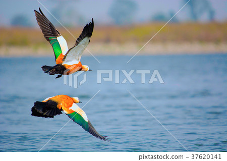 Ruddy shelduck, Tadorna ferruginea known in India 37620141