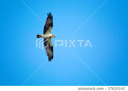 The osprey, Pandion haliaetus, Nameri National 37620142