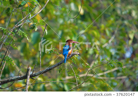 White Throated kingfisher, Halcyon smyrnensis 37620147