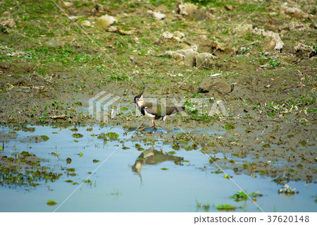 The Northen lapwing, Vanellus vanellus, Kaziranga 37620148