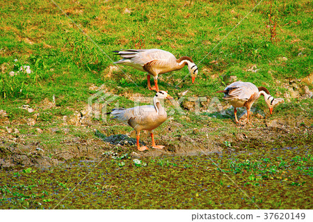Bar headed geese, Anser indicus, Kaziranga 37620149