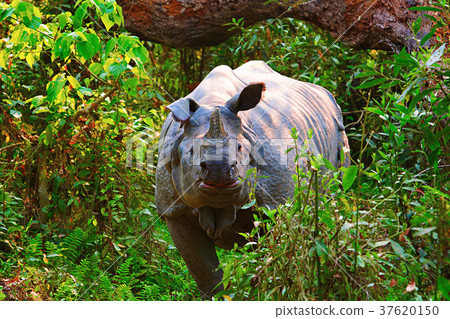 The Indian rhinoceros, Rhinoceros unicornis The Indian rhinoceros, Rhinoceros unicornis 37620150