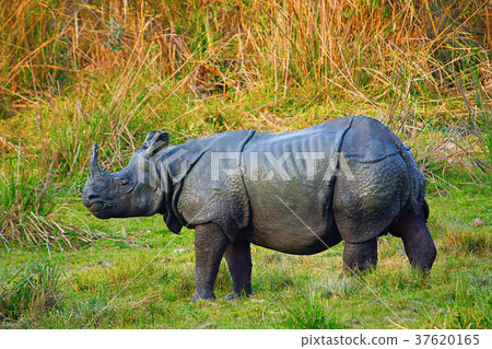 The Indian rhinoceros, Rhinoceros unicornis 37620165