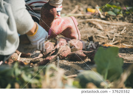 potato field, vegetable field, field 37620382