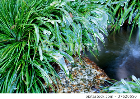 Crystal ice pillars of green grass around a water basin Crystal ice pillars of green grass around a water basin 37620650