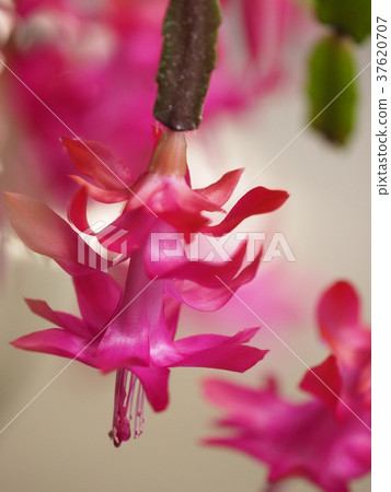 Canibas Cactus Canibas Cactus 37620707