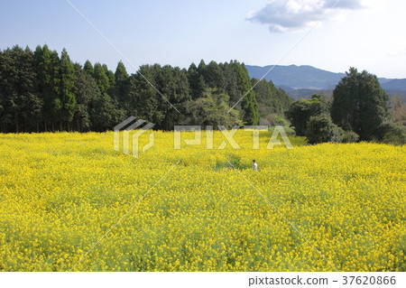 Rapeseed field Rapeseed field 37620866