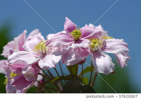 Blue sky and flowers of Montana Blue sky and flowers of Montana 37620887