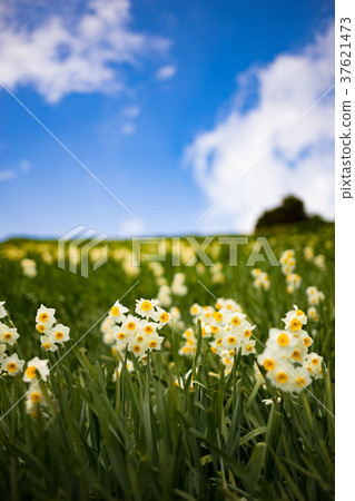 水仙鄉 水仙鄉 37621473