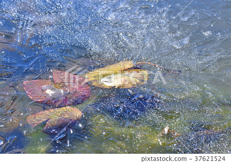 Formative beauty in winter Formative beauty in winter 37621524