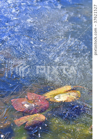 Formative beauty in winter 37621527