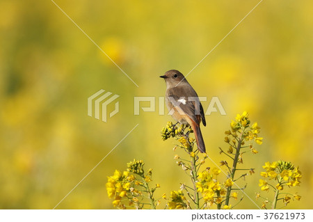 強姦花和Jobitaki 37621973