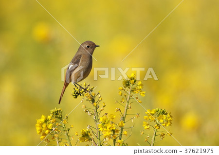 強姦花和Jobitaki 37621975