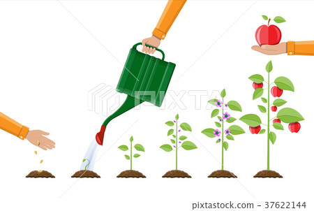 Growth of plant, from sprout to fruit. 37622144