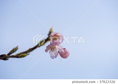 東山公園的櫻花 37622326
