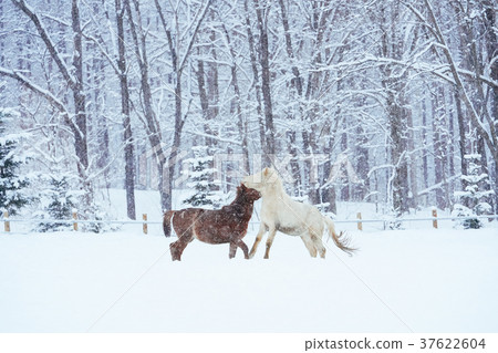 Hokkaido horse in winter 37622604