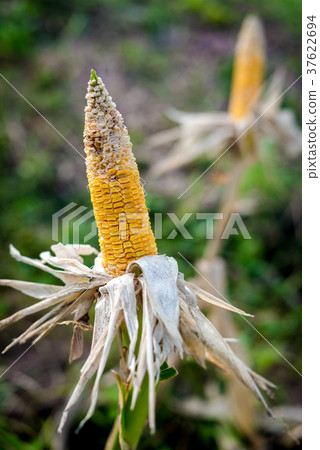 Corn in a corn field ready for harvest Corn in a corn field ready for harvest 37622694