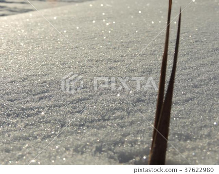 雪剝落和凋枯的草在早晨太陽 雪剝落和凋枯的草在早晨太陽 37622980