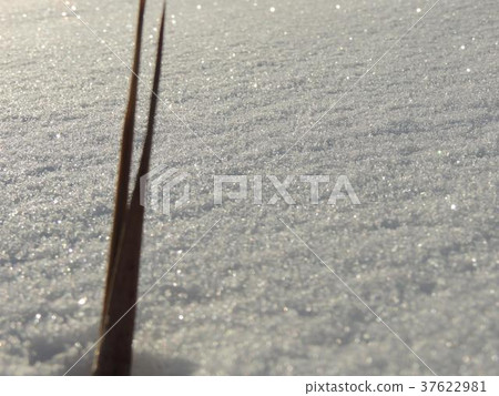 雪剝落和凋枯的草在早晨太陽 雪剝落和凋枯的草在早晨太陽 37622981