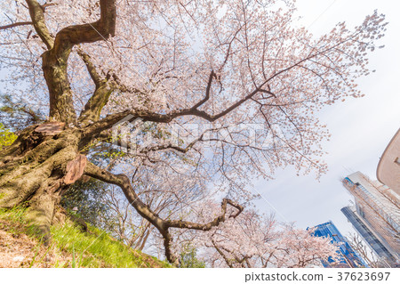 Urban cherry tree Urban cherry tree 37623697