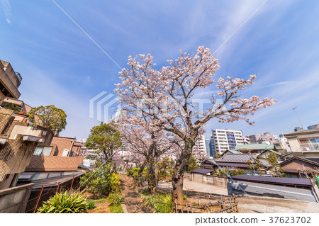 都市櫻桃樹 都市櫻桃樹 37623702