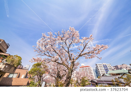 都市櫻桃樹 都市櫻桃樹 37623704