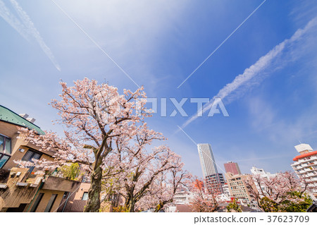 都市櫻桃樹 37623709