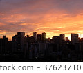汐留的晚上風景 37623710