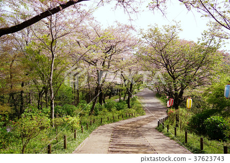 Cherry blossom hiking 37623743
