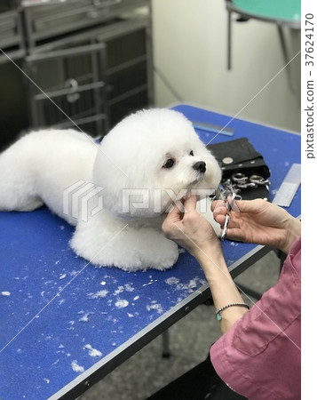 寵物美容 寵物美容 37624170