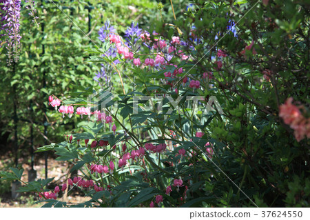 Taitsurisou 37624550