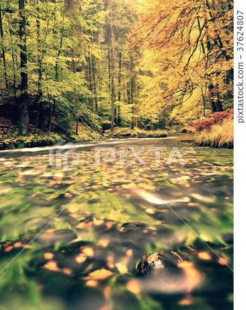 Walk among colorful fall woods and mountain river Walk among colorful fall woods and mountain river 37624807