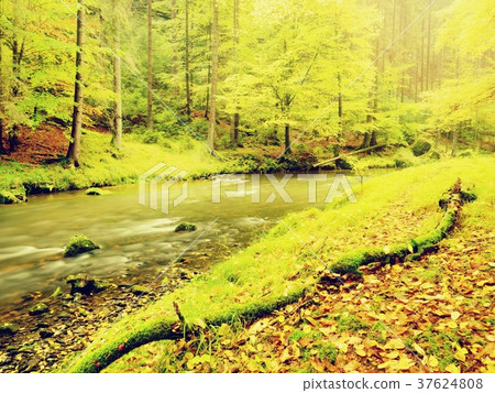 fall forest with mushrooms grow on fallen trunk fall forest with mushrooms grow on fallen trunk 37624808