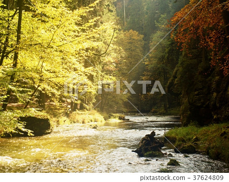 Autumnal nature. Beautiful autumn forest Autumnal nature. Beautiful autumn forest 37624809