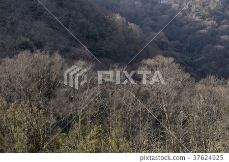 Winter hardwood forest Winter hardwood forest 37624925