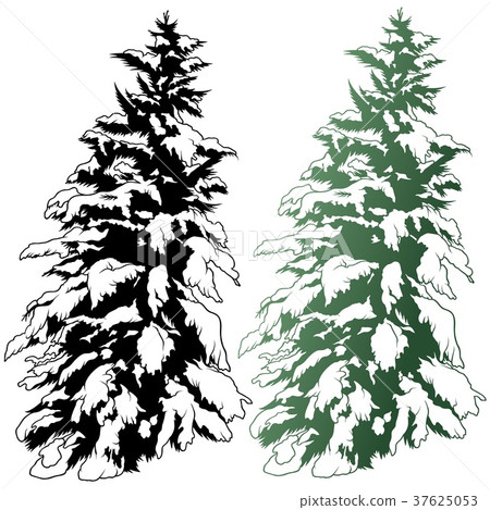 Snowy Evergreen Tree Snowy Evergreen Tree 37625053