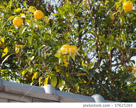 Citrus in the garden Citrus in the garden 37625265