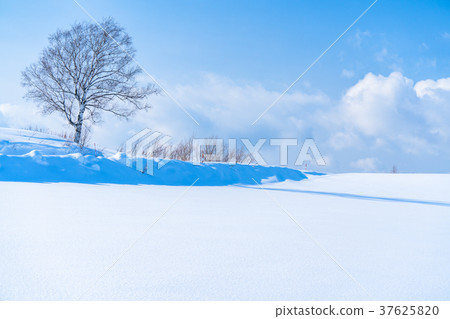 “北海道”美瑛的丘陵和雪原的地面 “北海道”美瑛的丘陵和雪原的地面 37625820