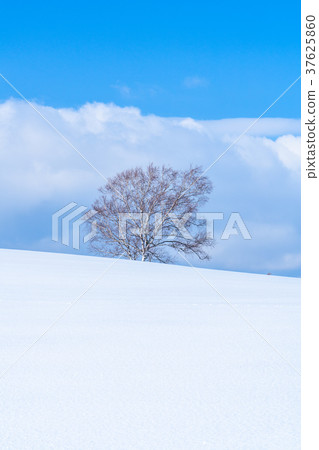“北海道”美瑛的丘陵和雪原的地面 37625860