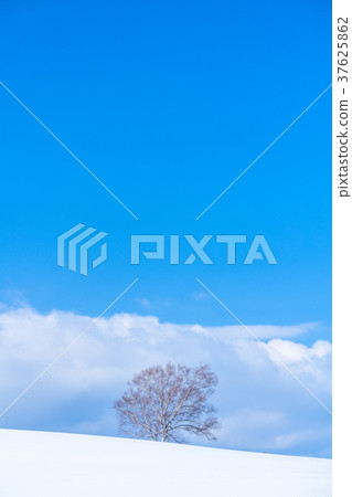"Hokkaido" The ground of the hills and snowfields of Biei "Hokkaido" The ground of the hills and snowfields of Biei 37625862
