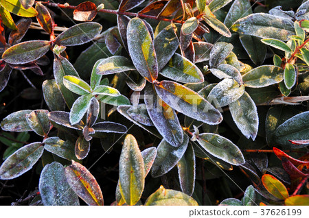 Frosted leaves 37626199