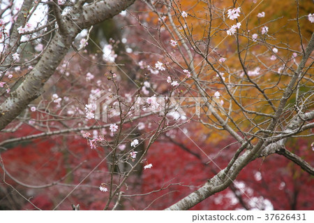 春葉和彩色的葉子 37626431