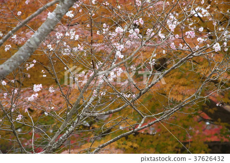 春葉和彩色的葉子 37626432