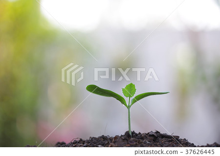 Green plant growing Green plant growing 37626445