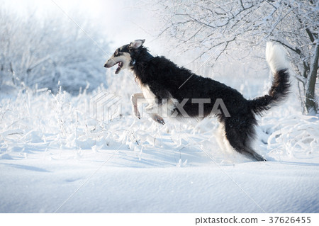 Black dog jumps in the snow Black dog jumps in the snow 37626455
