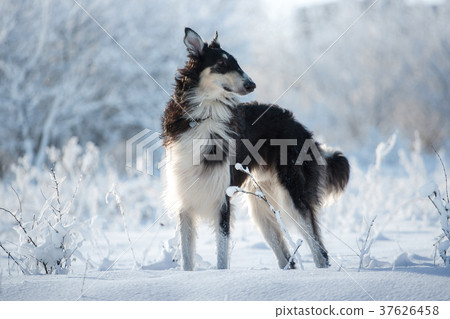 Hunting dog stands in the snow  37626458