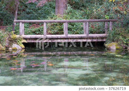 Pond of monet 37626719